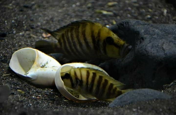 Altolamprologus compressiceps 'Cape Chaitika'